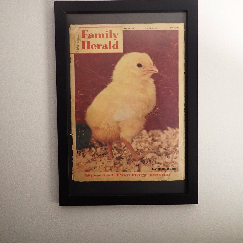 Perfect Farmers Gift- Family Herald Magazine Jan 1960 Special Poultry Issue- Fra